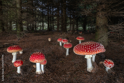 Many Fly agaric poisonous mushrooms (Amanita muscaria) in a forest photo