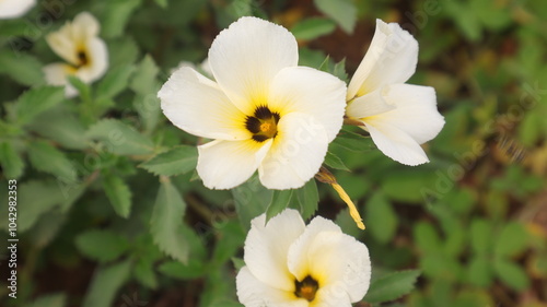 yellow and white flowers