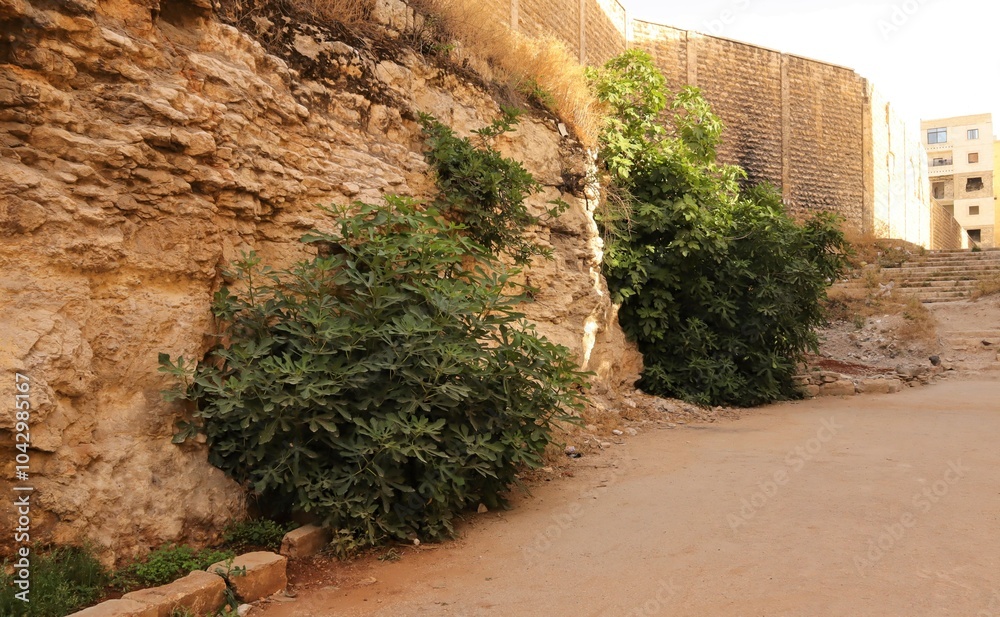 Wild fig trees grow with their roots in very hard rocks without the ...