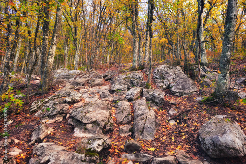 A rocky path through the autumn beech forest.