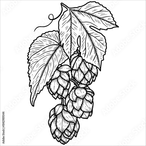 Hand drawn sprig of hops. Vector illustration