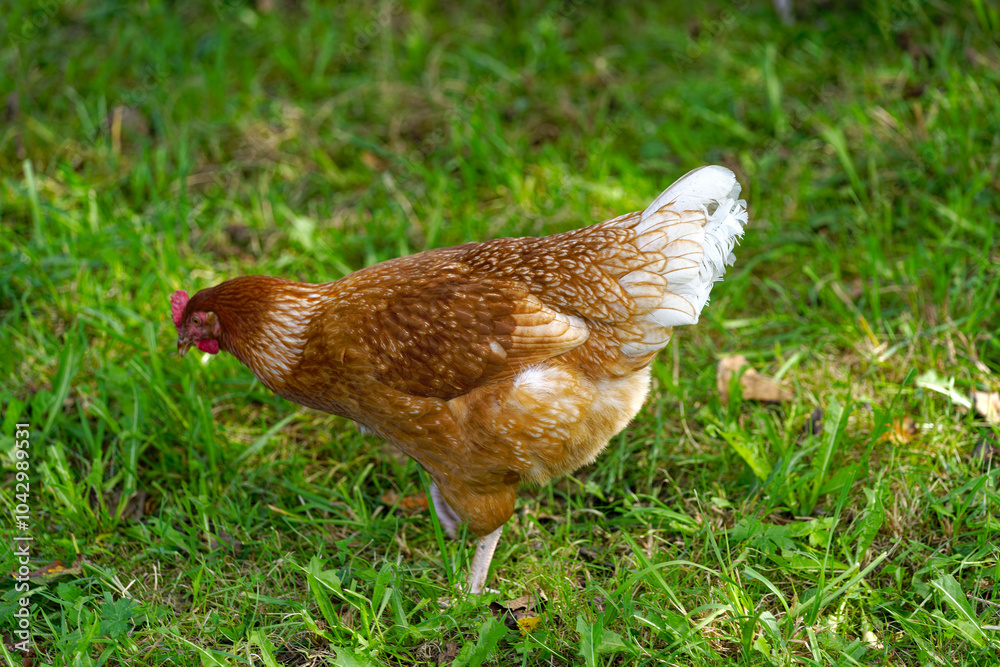 Fototapeta premium Close-up of brown and white colored chicken on meadow at farm at Swiss City of Zürich on a cloudy late summer day. Photo taken September 15th, 2023, Zurich, Switzerland.
