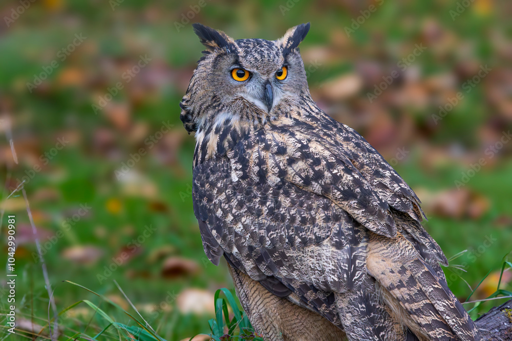Obraz premium Eurasian Eagle Owl in Autumn