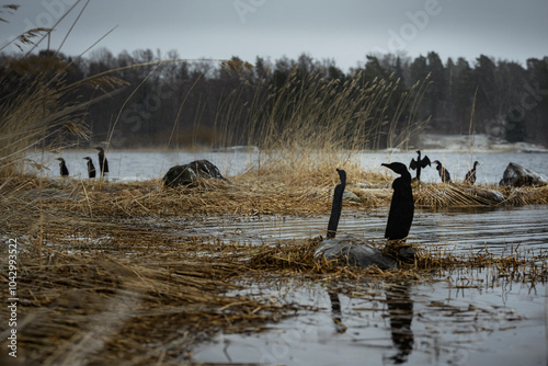 Scarecrows of Great Cormorant near river on dry grass at dusk photo