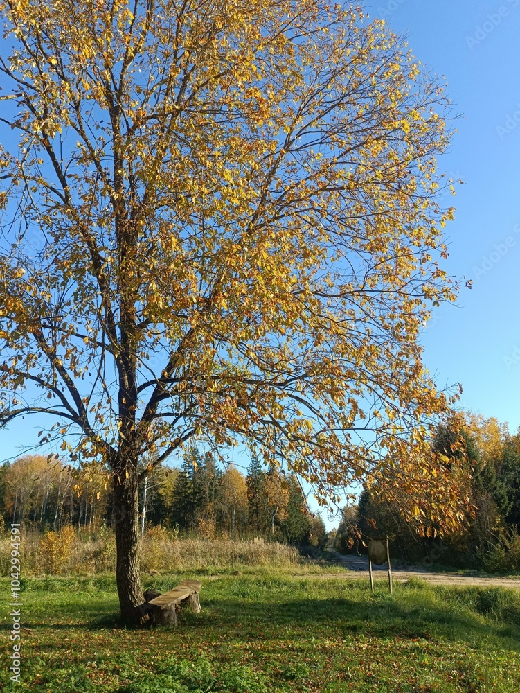 Forest in Siauliai county during sunny autumn day. Oak and birch tree woodland. Sunny day with white clouds in blue sky. Bushes are growing in woods. Nature. Fall season. Miskas. Forest in Siauliai county during sunny autumn day. Oak and birch tree woodland. Sunny day with white clouds in blue sky. Bushes are growing in woods. Nature. Fall season. Miskas.