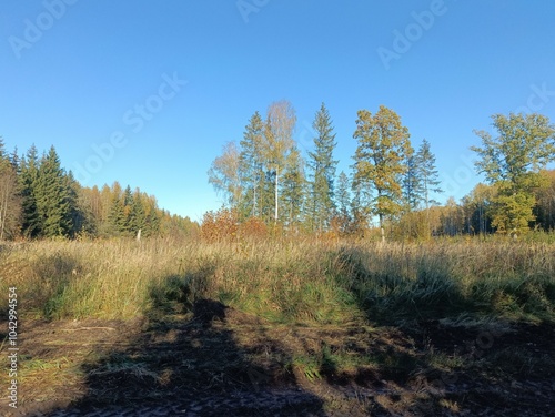 Forest in Siauliai county during sunny autumn day. Oak and birch tree woodland. Sunny day with white clouds in blue sky. Bushes are growing in woods. Nature. Fall season. Miskas.