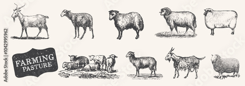 Farm animal. Lamb, sheep, goat drawing set.  Livestock, cattle illustration. Animal grazing. .Vintage woodcut engraving style. Vector illustration. Engraved domestic animal.