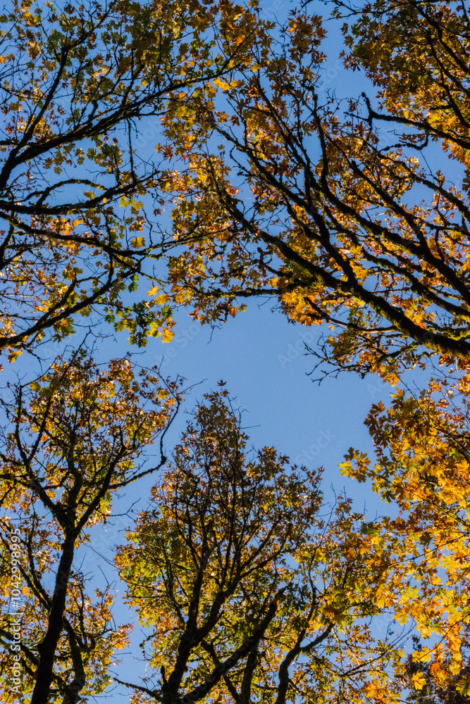Fototapeta premium Autumn Maple trees in the sun