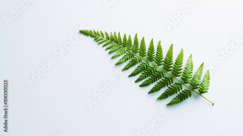 A single fern leaf on a white background.