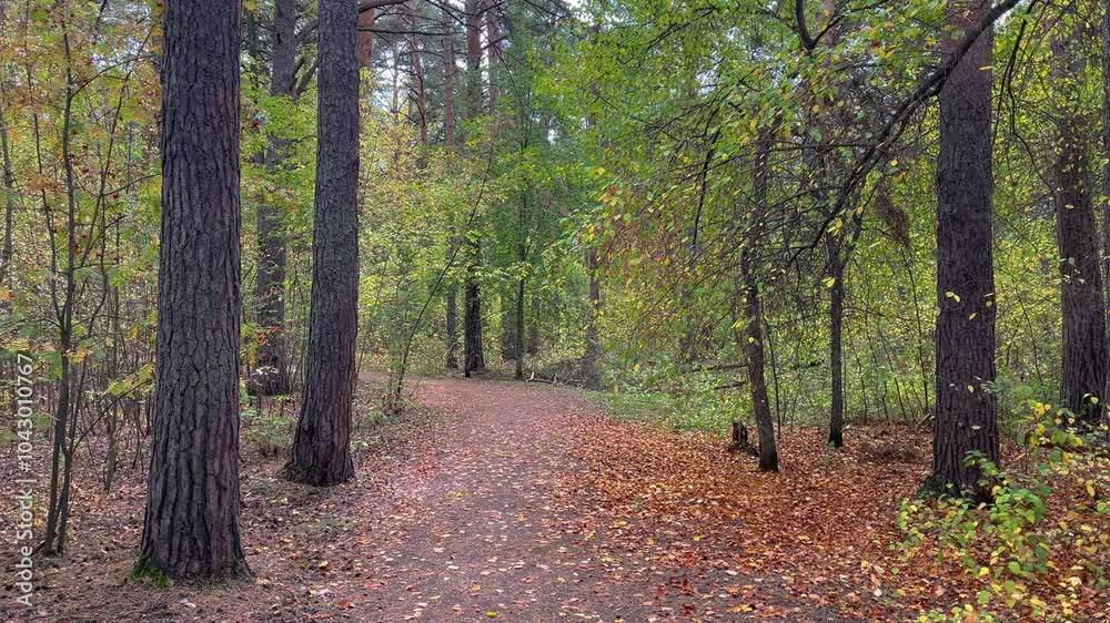 Soft dirt path is winding through a forest filled with tall trees, their leaves changing to yellow and orange as fall begins Soft dirt path is winding through a forest filled with tall trees, their leaves changing to yellow and orange as fall begins
