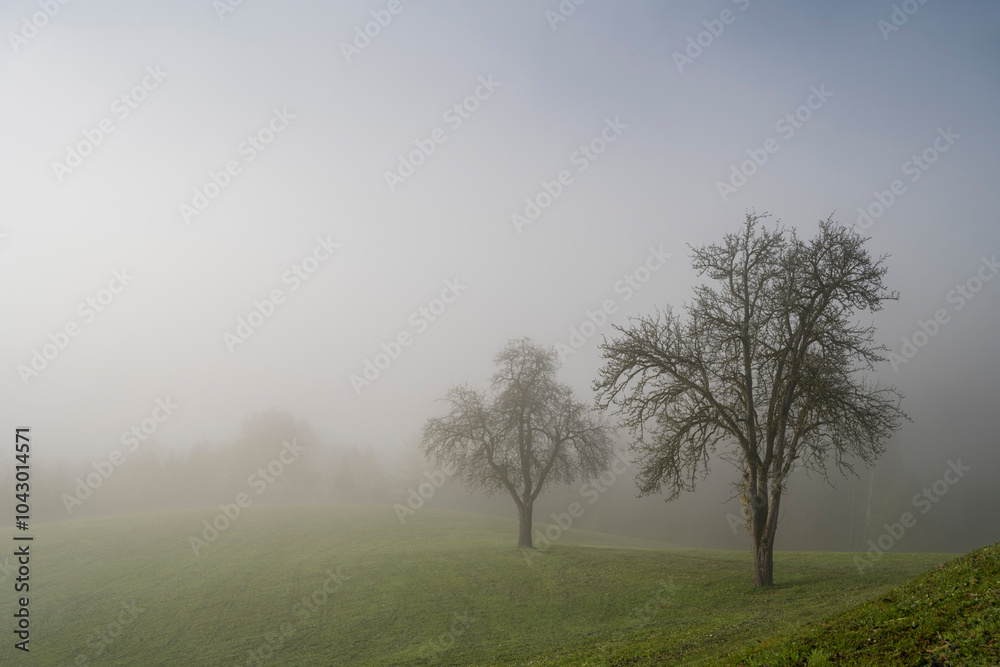 wafts of fog in the mountains of Austria wafts of fog in the mountains of Austria