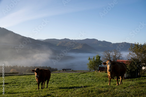 wafts of fog in the mountains of Austria