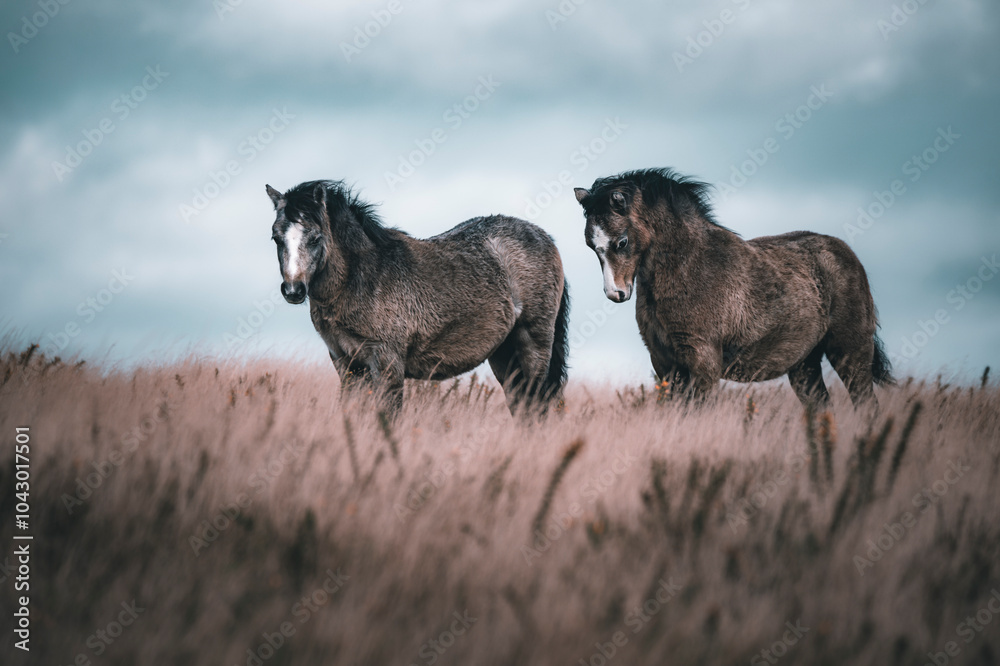 Obraz premium horses in the field