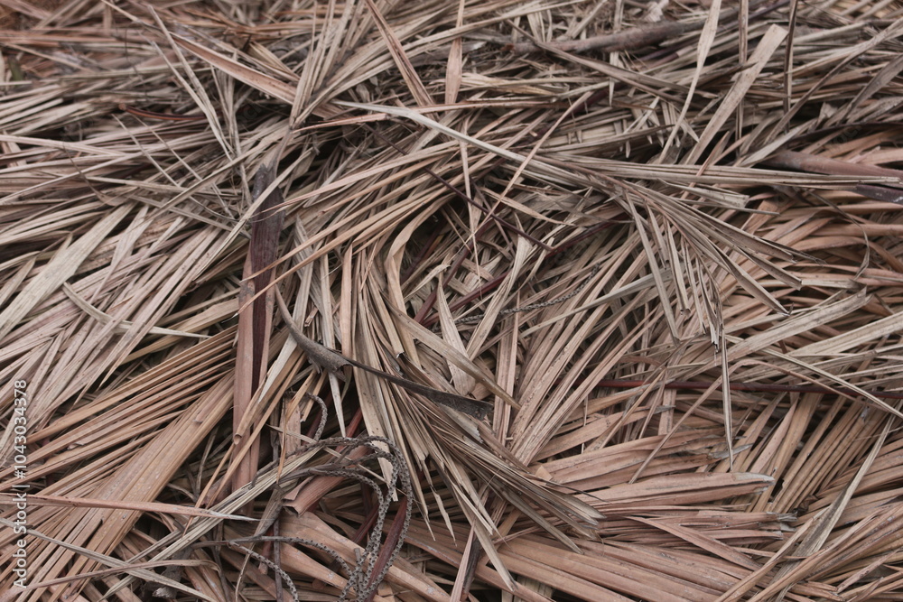 Dry leaves with a brown color due to hot weather
Dry leaves with a brown color due to hot weather