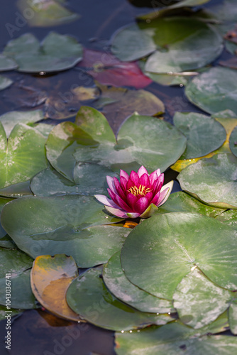 pink water lilly