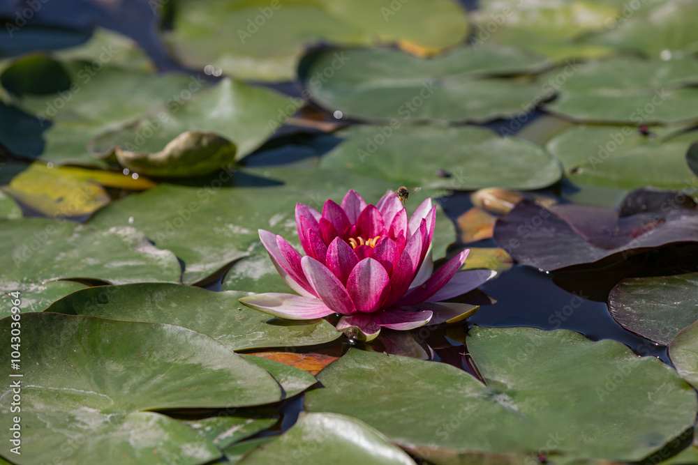 pink water lily