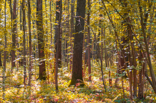 Autumn forest landscape in the sunny day