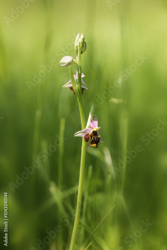 Orchid ophrys cuciflora - ophrys bourdon na nature photo