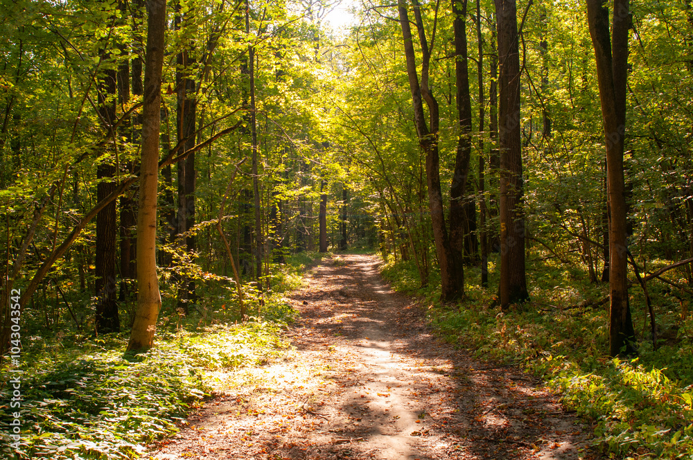 Fototapeta premium Landscape with path in the autumn park