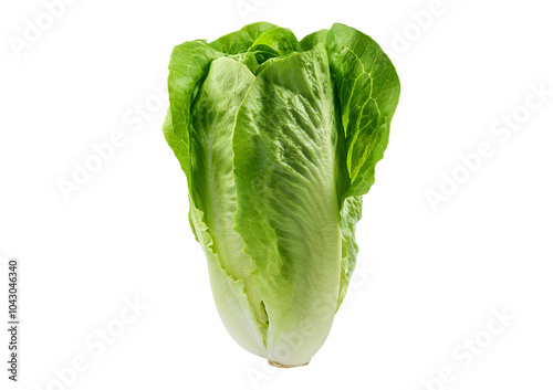 Принти на полотні Romaine lettuce vegetable isolated on transparent or white background
