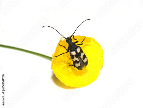 Fotografija Three banded Longhorn Beetle Judolia sexmaculata sitting in a yellow flower