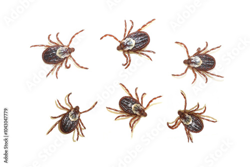 American dog ticks Dermacentor variabilis  on white background
