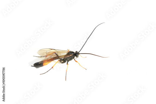 Black and yellow parasitoid wasp genus Dusona on white