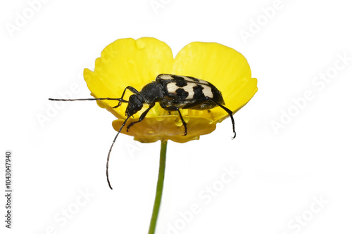 Three banded Longhorn Beetle Judolia sexmaculata sitting in a yellow flower