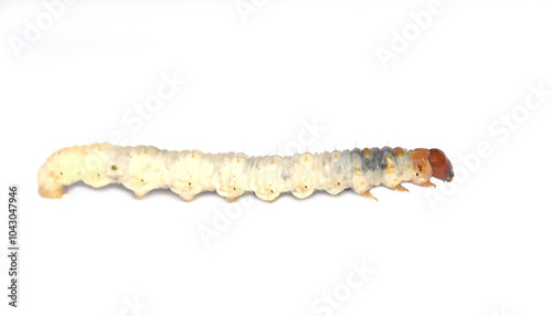 The common swift moth Korscheltellus lupulina larvae on white photo