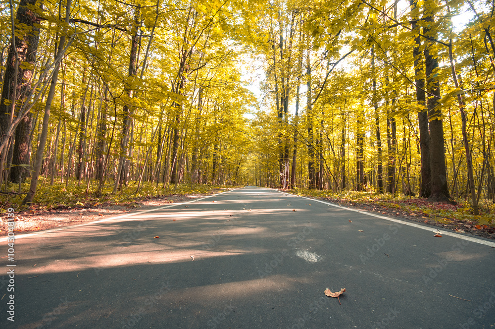 Fototapeta premium Landscape with path in the autumn park