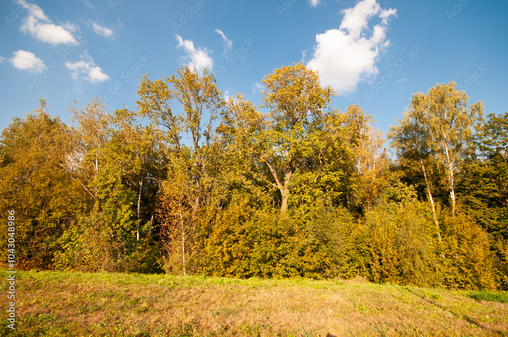 Landscape with trees in an autumn park under blue sky Landscape with trees in an autumn park under blue sky