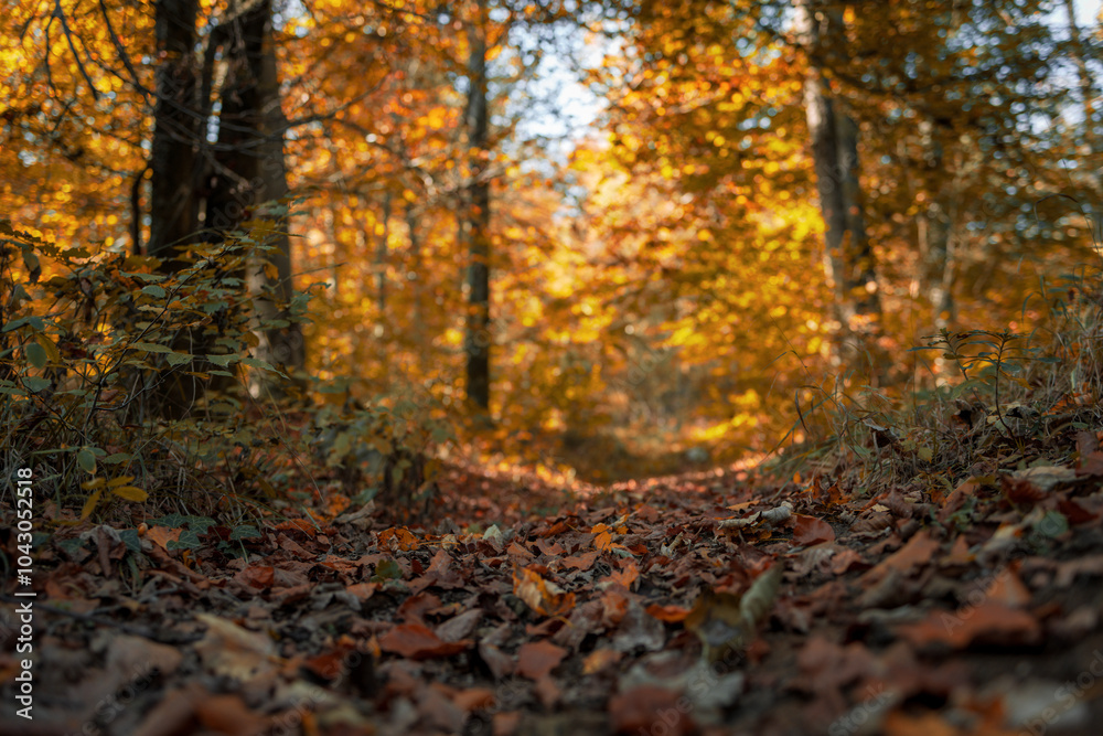Late afternoon autumn forest on a sunny fall season day Late afternoon autumn forest on a sunny fall season day