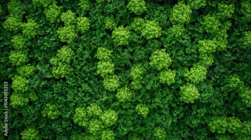 A vibrant green landscape of leafy plants, showcasing nature's lushness.