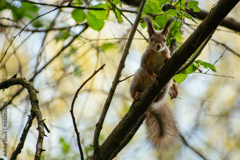 Squirrel on a tree in the forest Squirrel on a tree in the forest