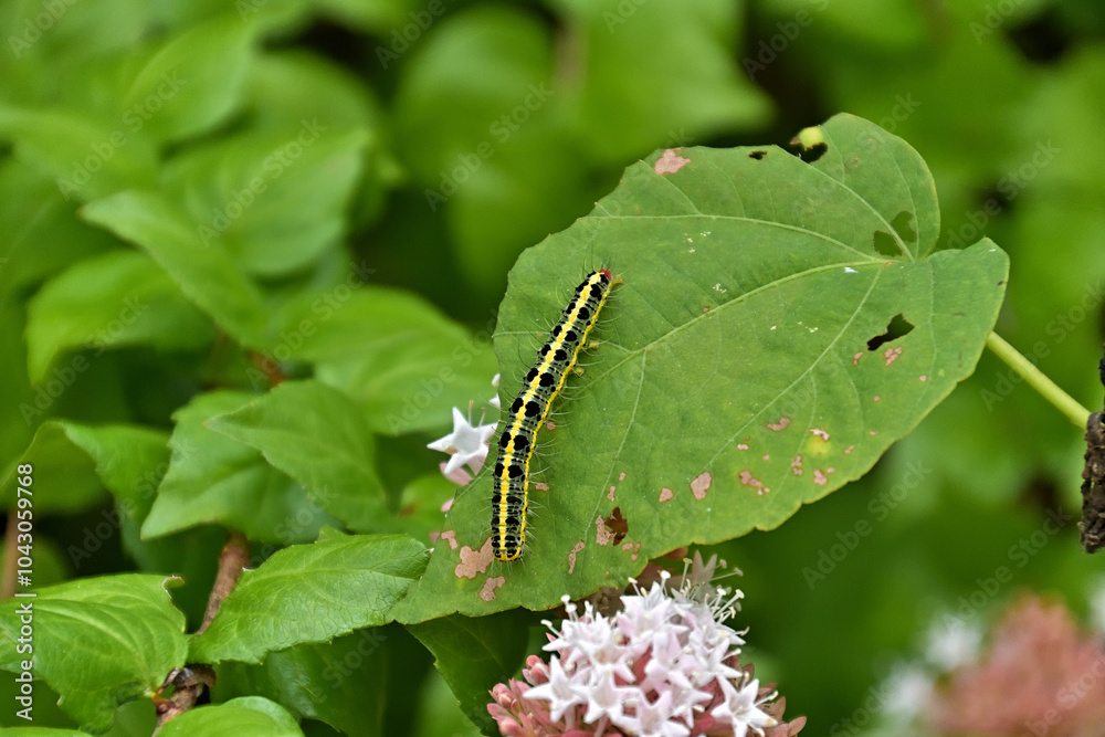アオイ科の葉っぱを食べるフタトガリコヤガの幼虫