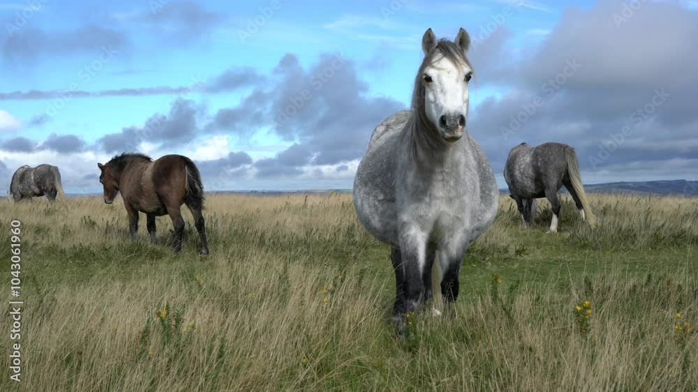 horses in the meadow horses in the meadow