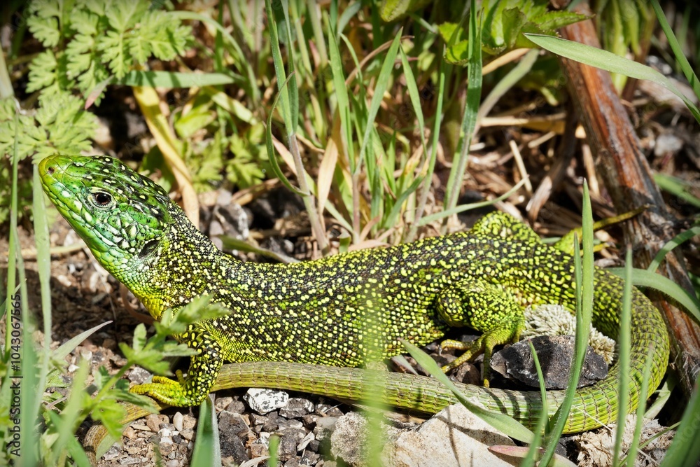 Fototapeta premium Vibrant sand lizard basking in the sun among grass and foliage, showcasing its intricate patterns