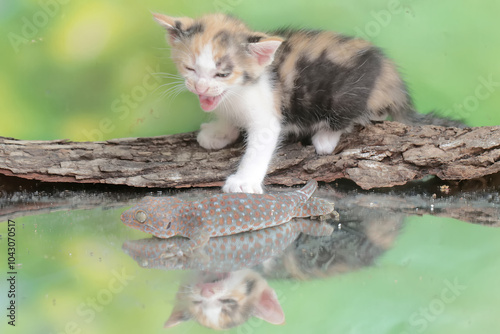 A kitten is posing threateningly as a tokay gecko approaches it. This mammal, which is often used as a pet, has the scientific name Felis catus. photo