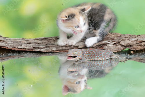 A kitten is posing threateningly as a tokay gecko approaches it. This mammal, which is often used as a pet, has the scientific name Felis catus. photo