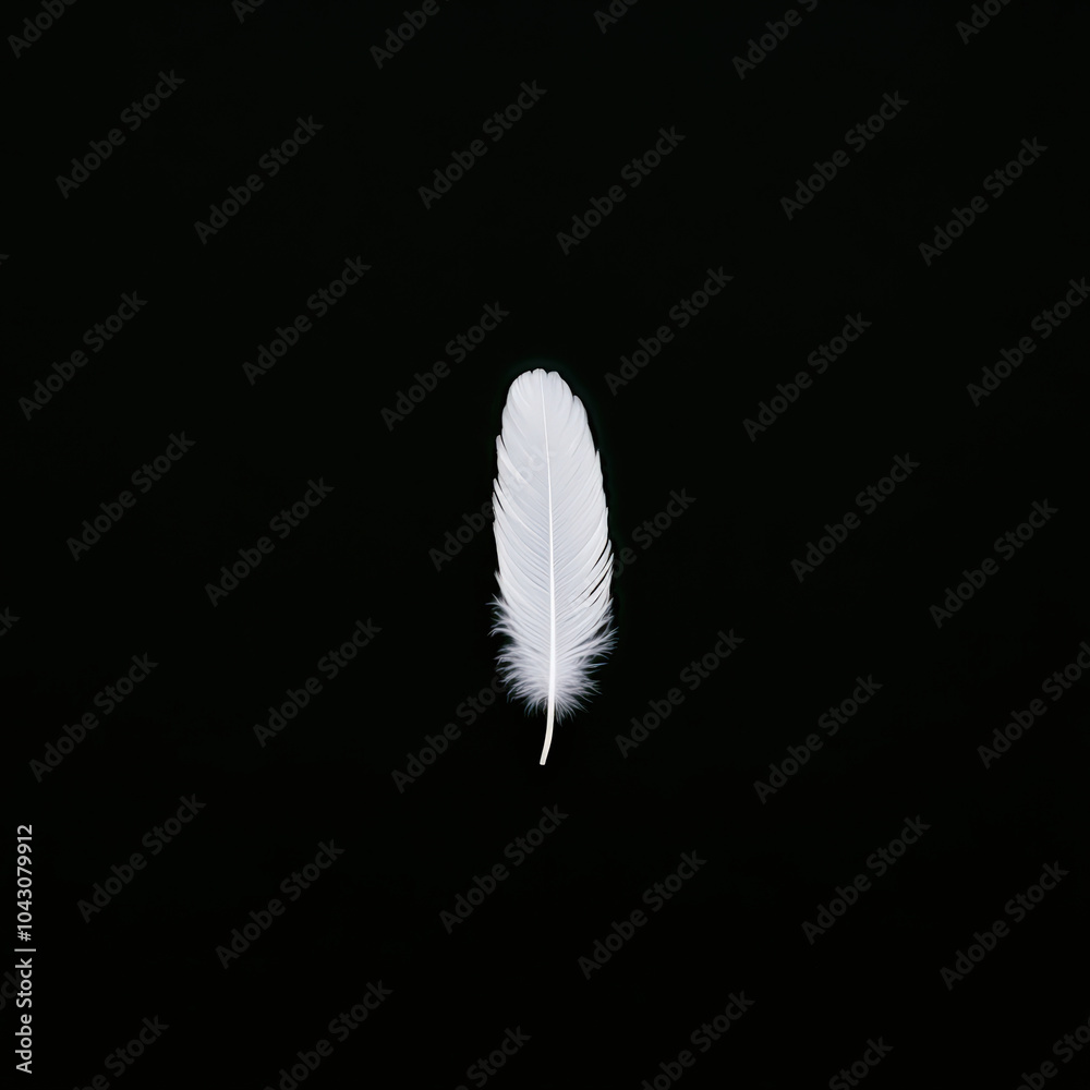 Single White Feather on Dark Water Surface Single White Feather on Dark Water Surface
