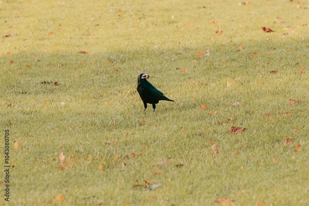 a single black crow standing on a grassy field. The crow is positioned slightly off-center, and the grass is dotted with a few fallen leaves a single black crow standing on a grassy field. The crow is positioned slightly off-center, and the grass is dotted with a few fallen leaves
