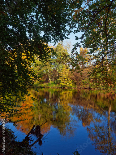 Mixed Woodland showing off the golden colours of Autumn reflecting in the water of the River North Esk under a clear sky. photo