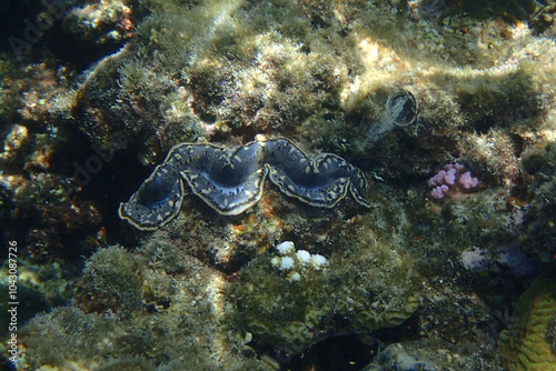 blue sea shell photo