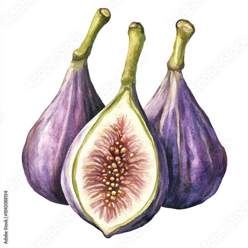 Devils fig fruit watercolor clipart illustratration
