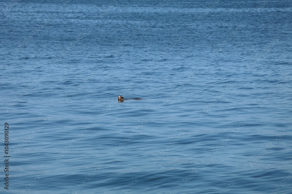 Fototapeta premium Loggerhead sea turtle peeking from ocean
