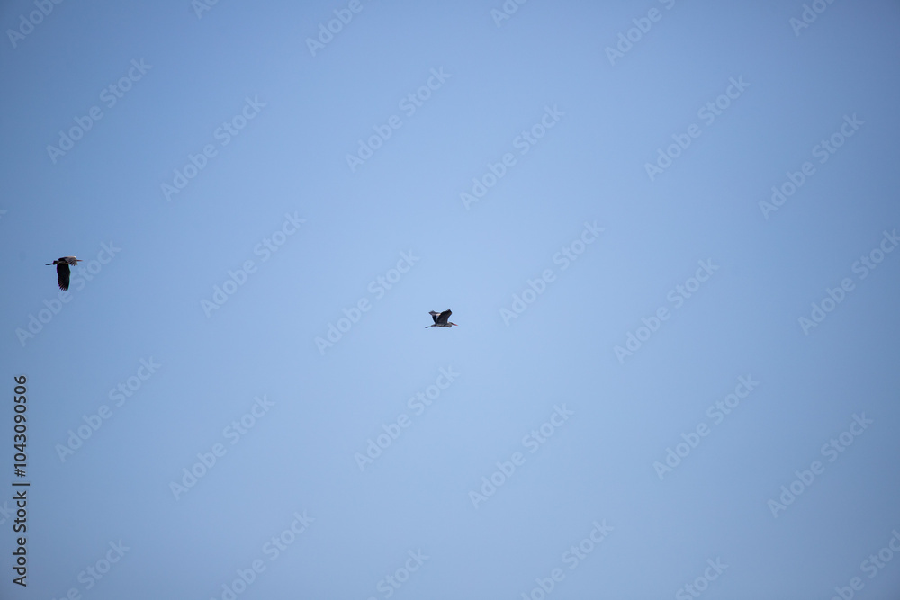 Birds fly against the background of the blue sky. Birds fly against the background of the blue sky.