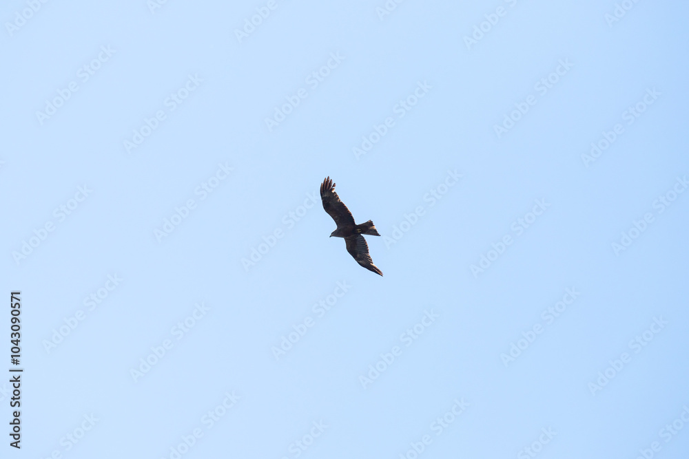 A black kite soars in the blue sky. A black kite soars in the blue sky.