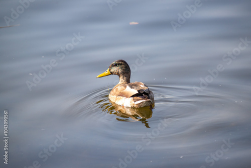 A duck is swimming in a lake photo