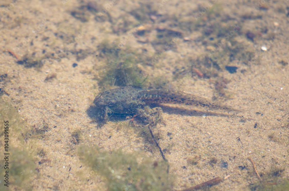 A small amphibian is sitting in the sand near the water A small amphibian is sitting in the sand near the water