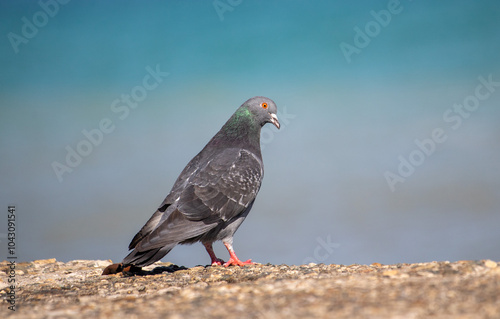 Wild pigeon close-up on the city streets.